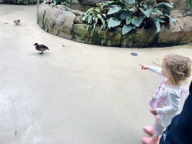 Toddler at the National Aviary in Pittsburgh, PA