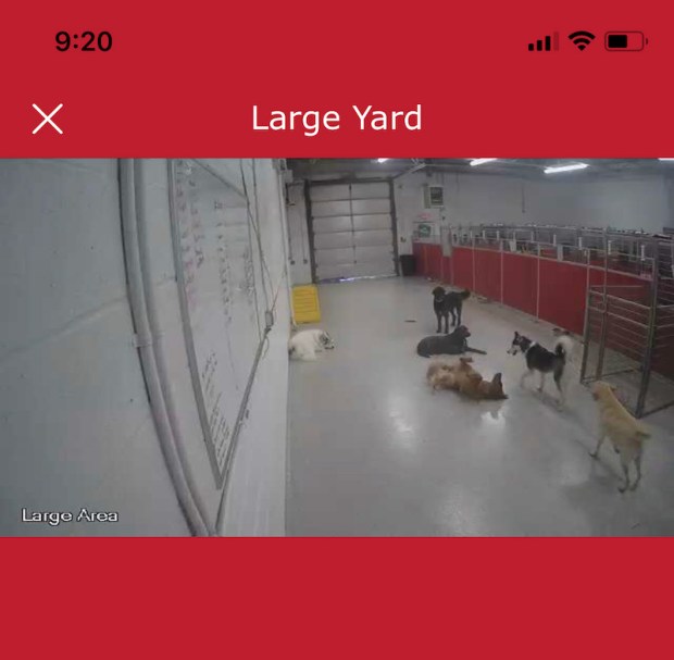 Dogs at The Dog Stop Pittsburgh