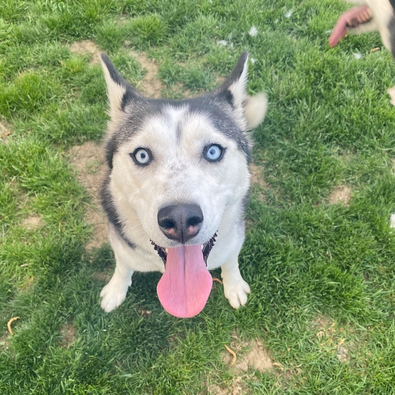 Black and white husky with blue eyes
