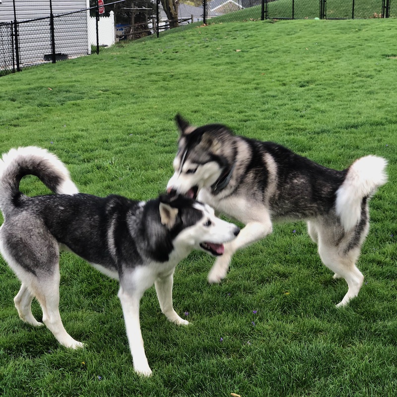 Siberian huskies playing