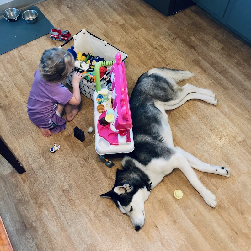 Toddler and husky playing together