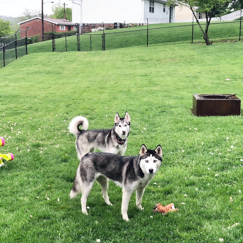 Two Siberian huskies standing in grass