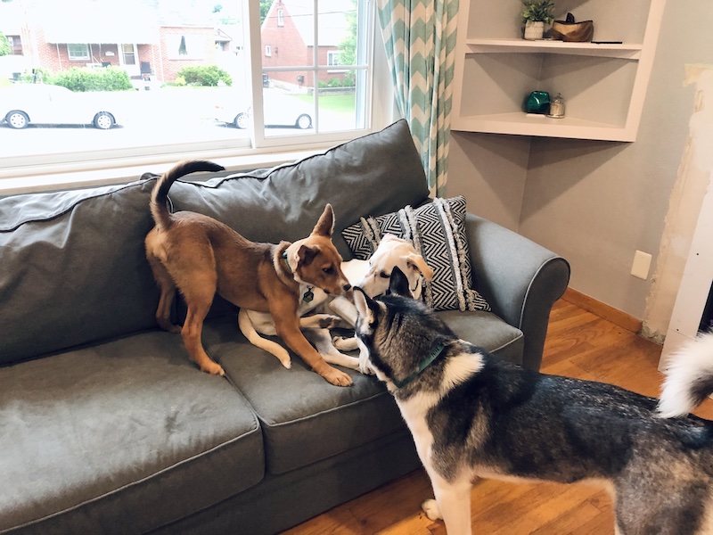 Siberian husky playing with Shepherd puppy and another dog