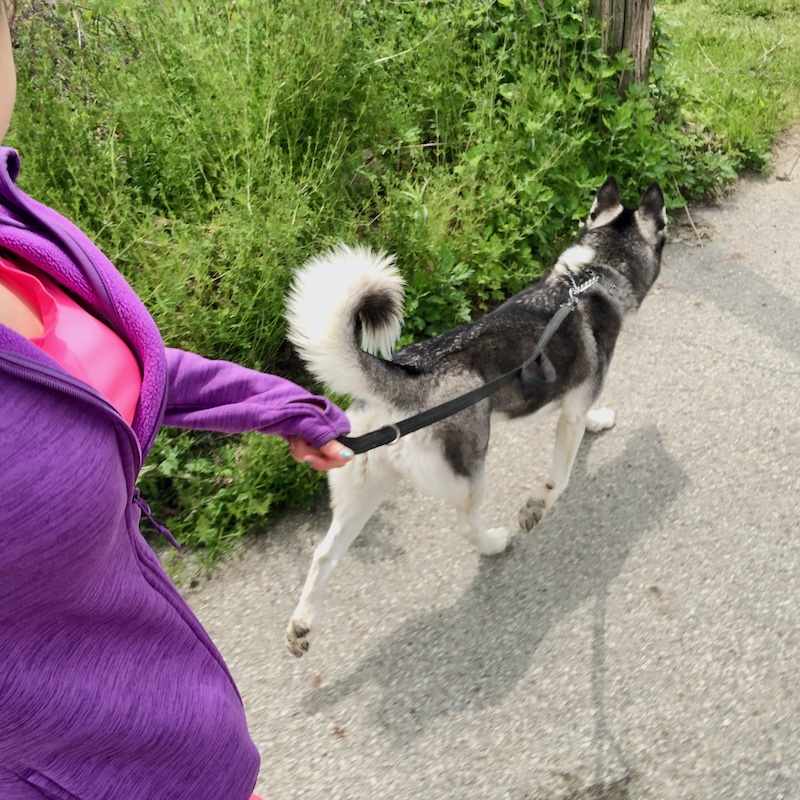 Girl running with Siberian Husky