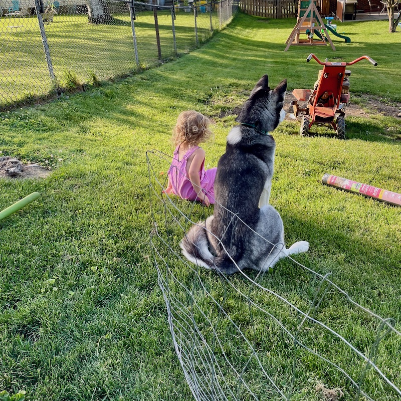 Toddler and husky sitting side by side in grass