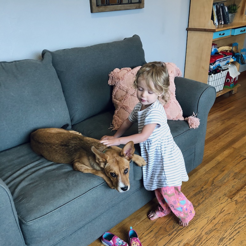 Toddler petting puppy