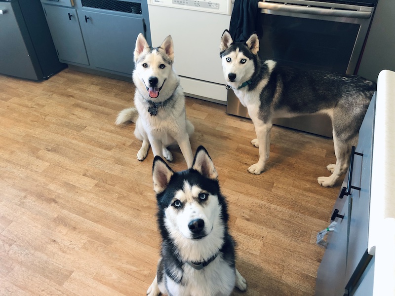 Three siberian huskies sitting in kitchen