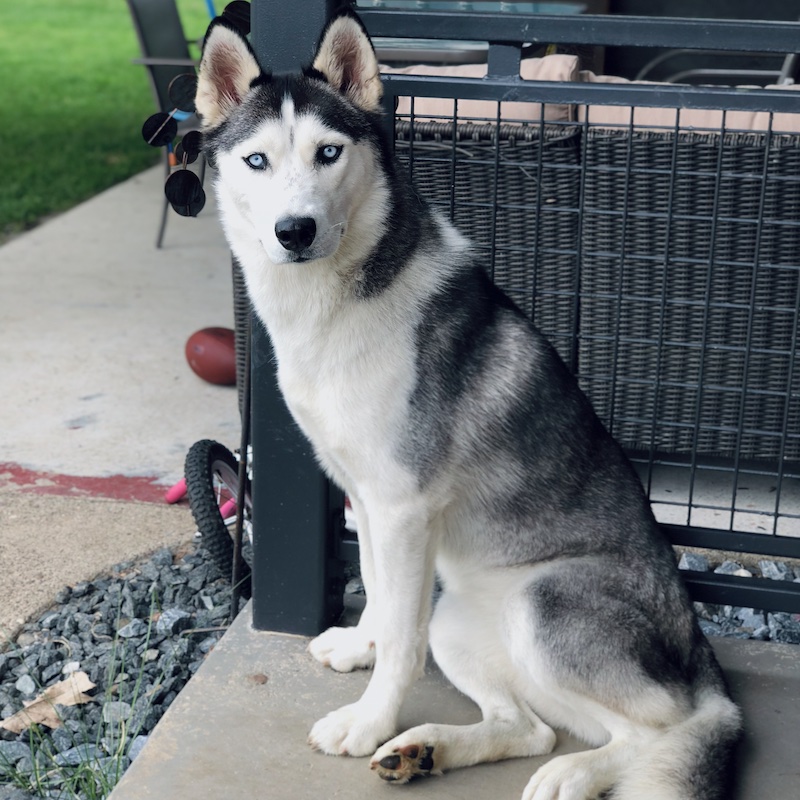 Black and white Siberian husky with blue eyes
