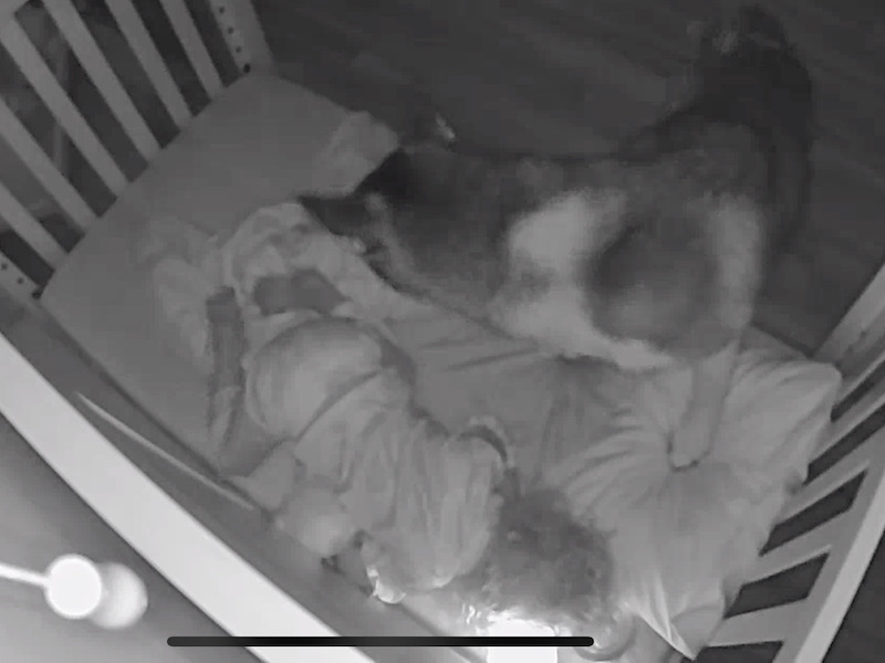 Husky and toddler in bed together