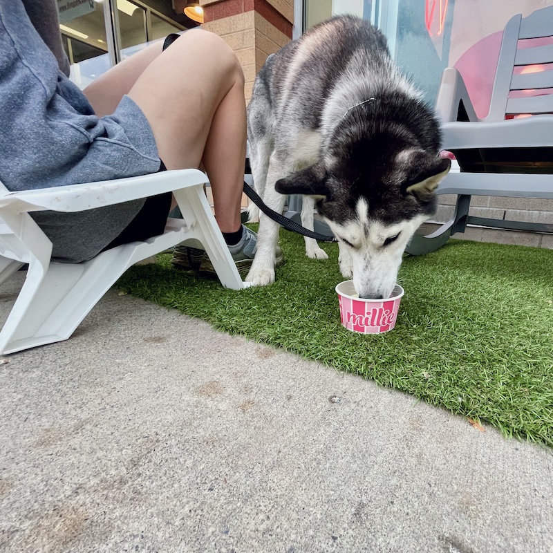 Siberian husky eating ice cream