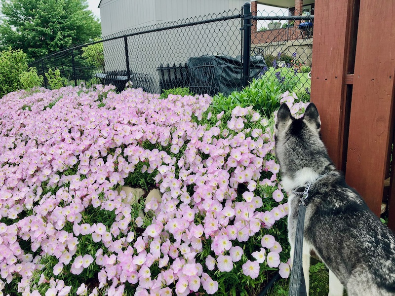 Husky sniffing flowers