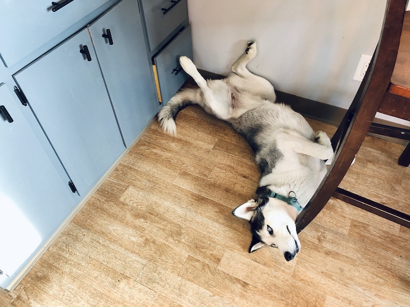 Siberian husky laying on floor