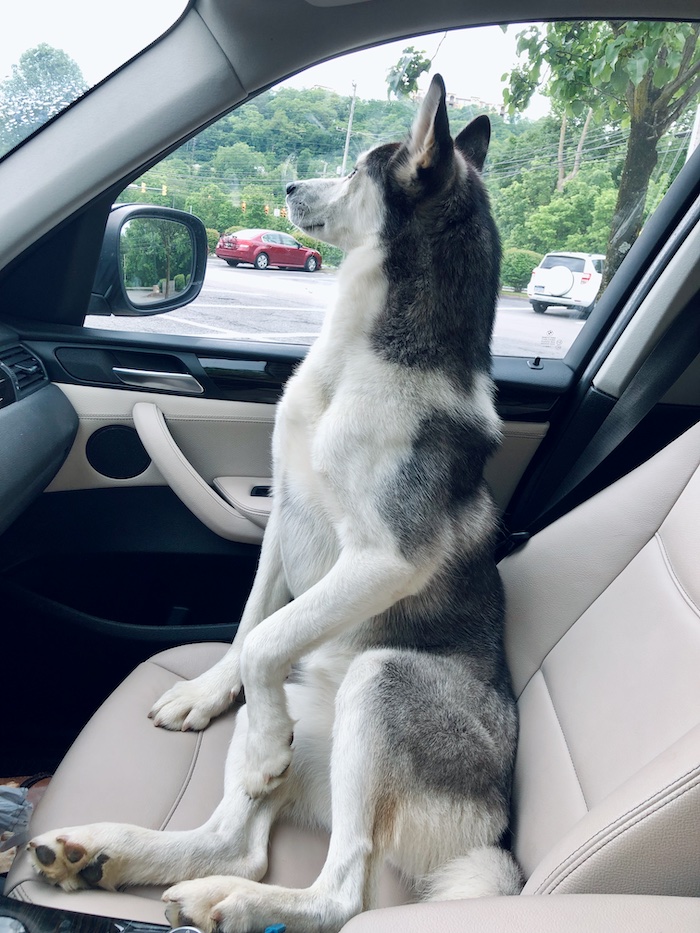Siberian husky sitting in front seat of car like a human