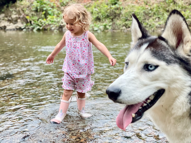 Toddler wearing rain boots in creek with Siberian husky