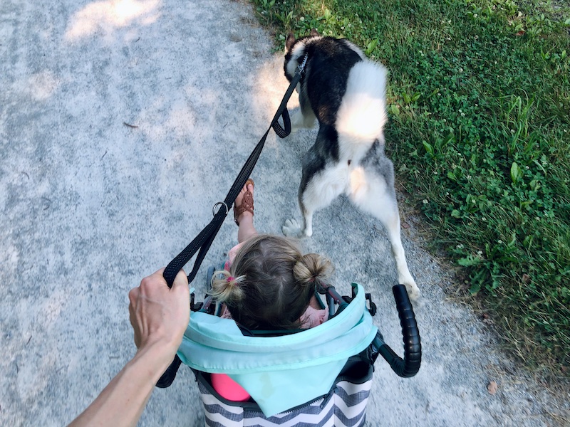 Toddler and husky on trail in Pittsburgh