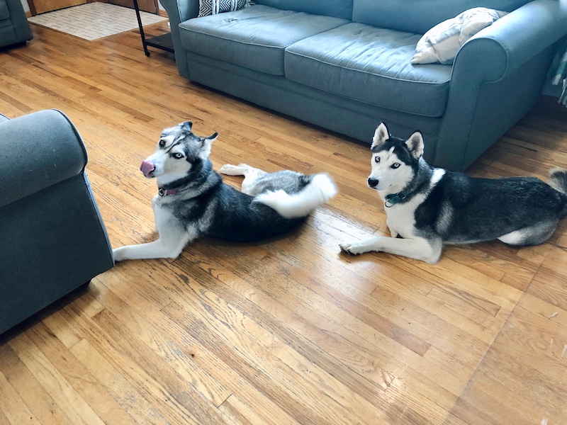 Two siberian huskies sitting on floor together 