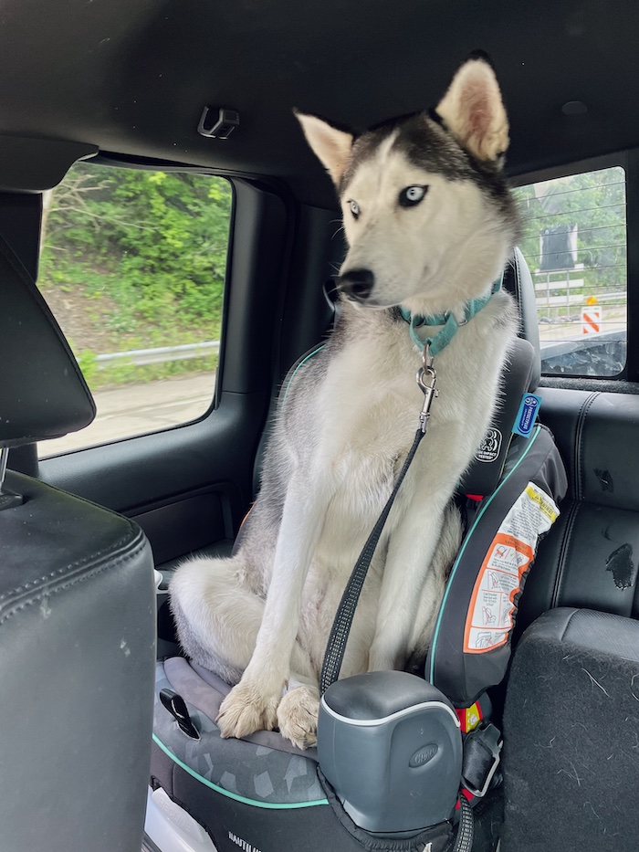 Siberian husky sitting in carseat
