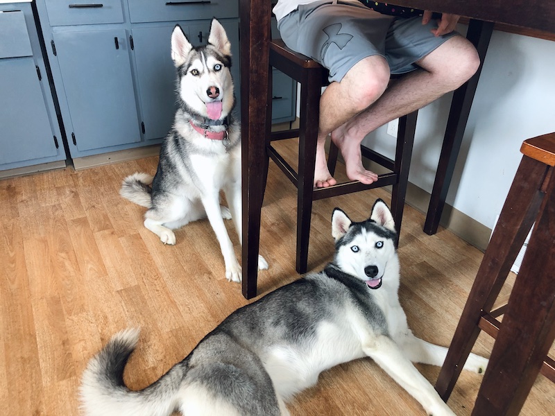Two Siberian huskies sitting in kitchen