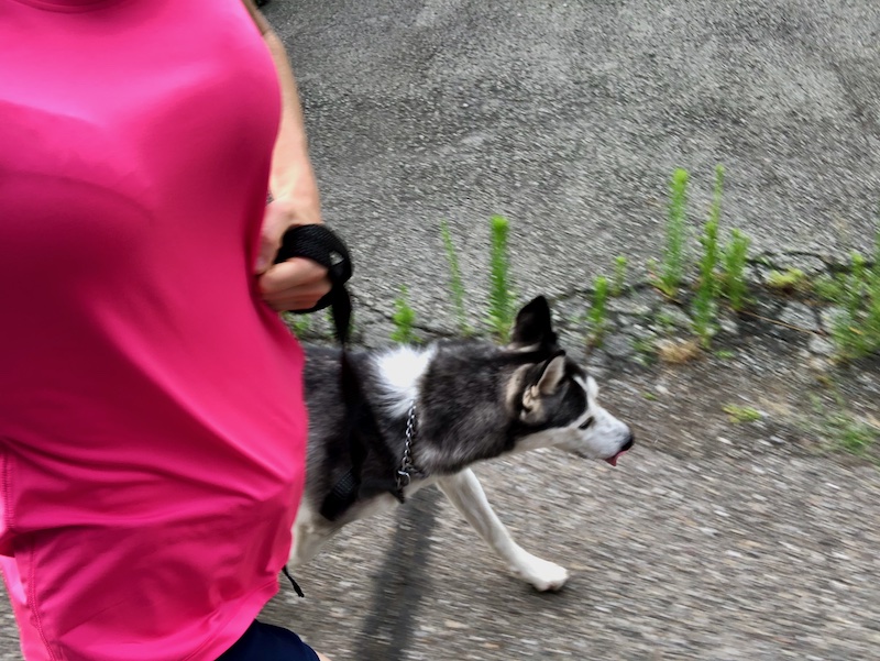 Girl running with SIberian husky