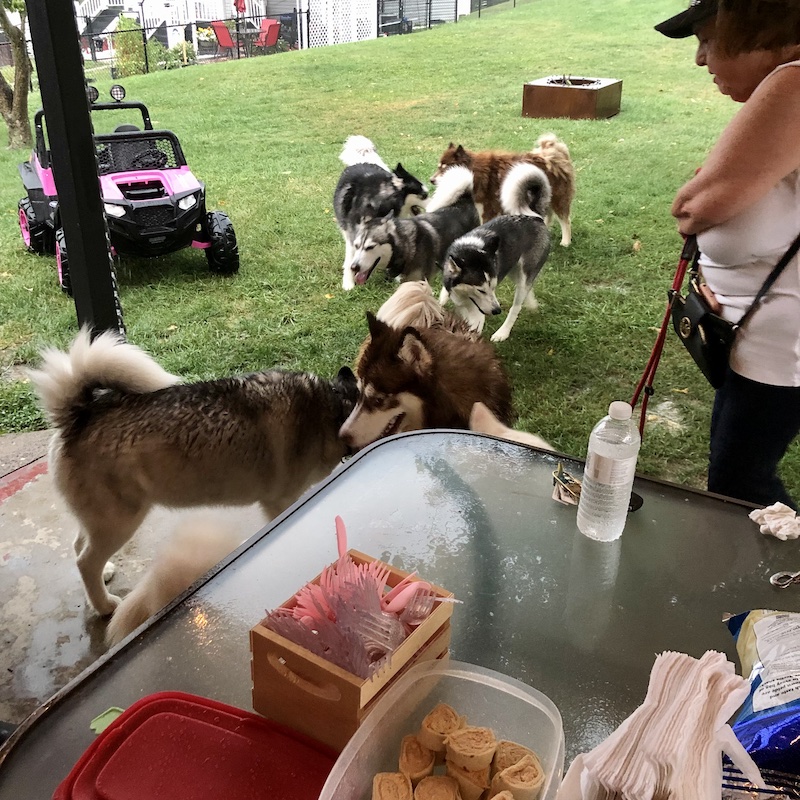 A bunch of huskies running around a yard