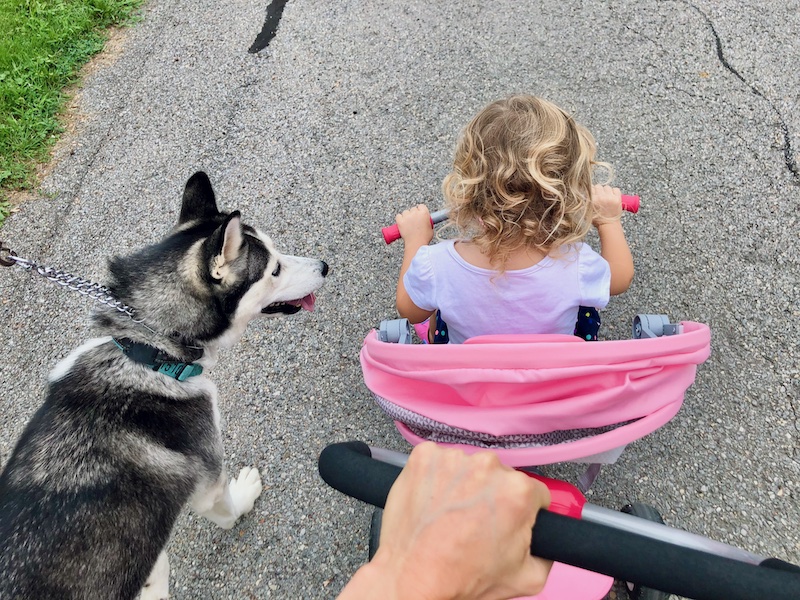 Toddler riding bike next to husky