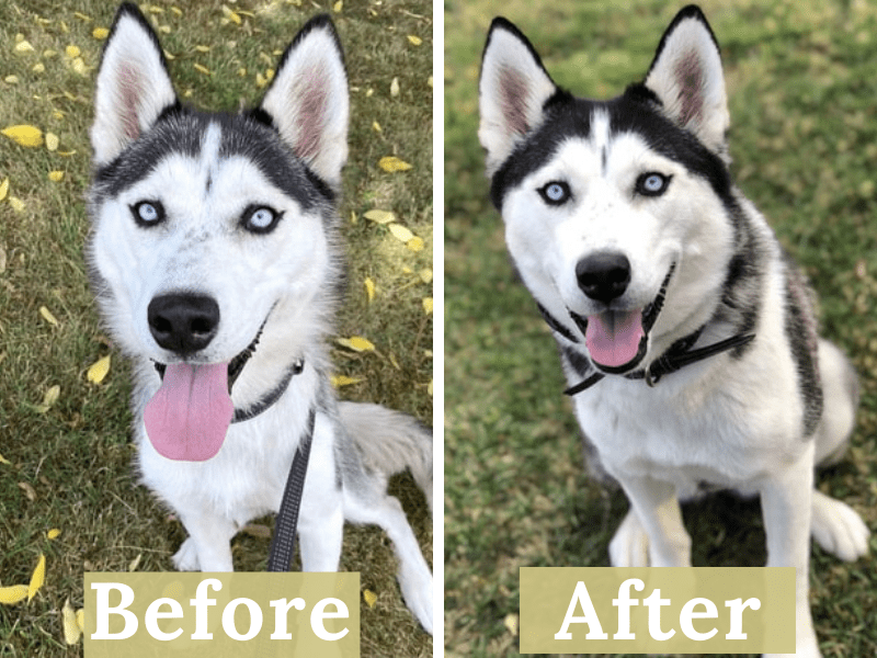 Siberian Husky before and after homemade dog food