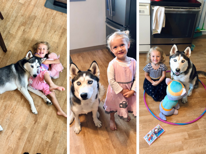 Toddler and husky playing together