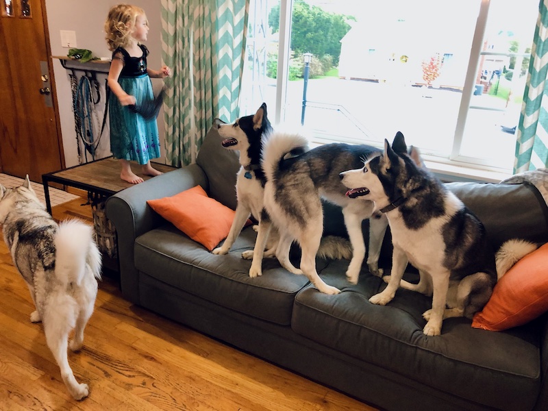 Four Siberian huskies sitting on couch