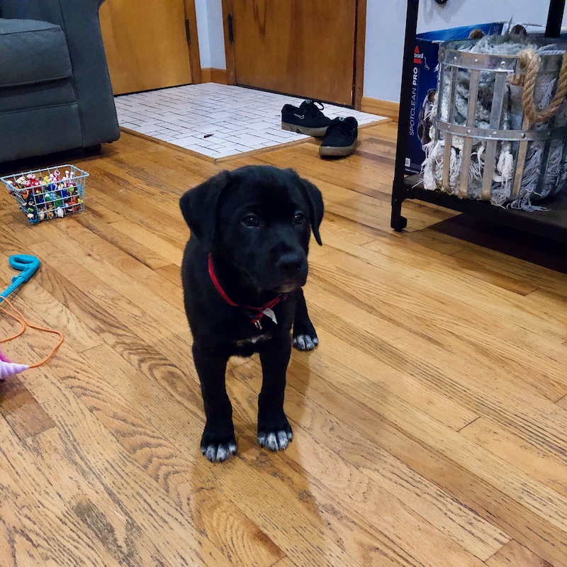 Black lab mix puppy