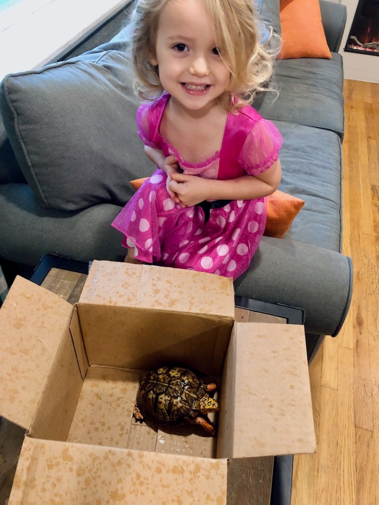 Toddler with eastern box turtle