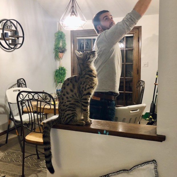 Guy playing with F1 Savannah Cat