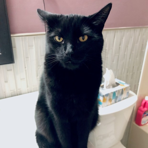 Black cat sitting on countertop
