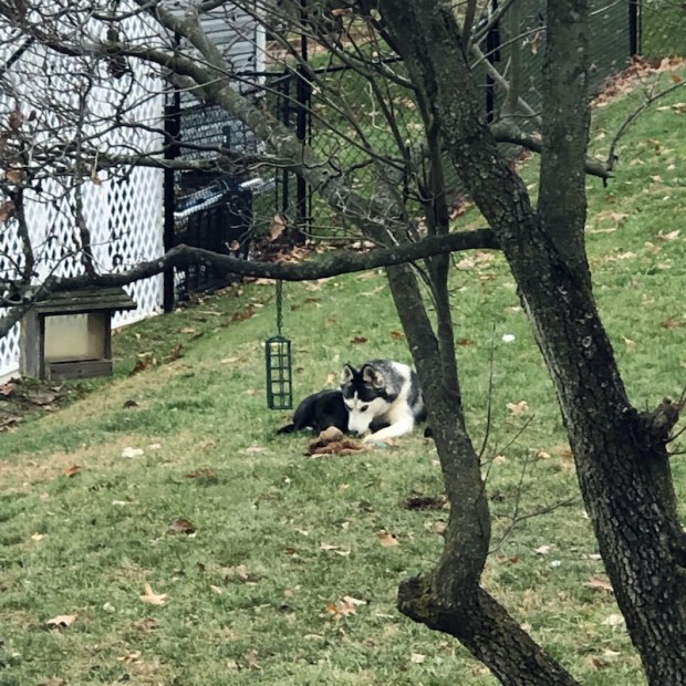 Siberian husky snuggling with black lab mix puppy in grass