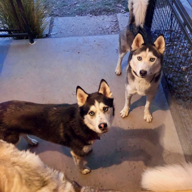 Two black and white Siberian huskies looking at camera
