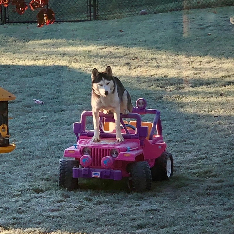 Siberian husky sitting on top of car