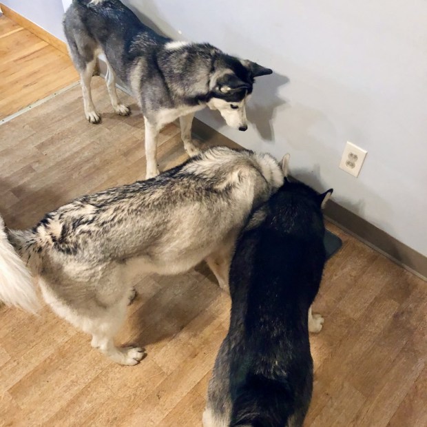 Three Siberian huskies in kitchen 