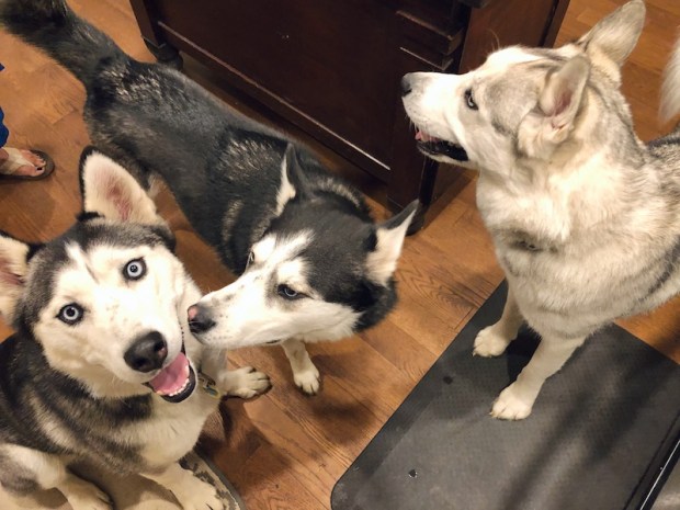 Three Siberian huskies standing in a kitchen