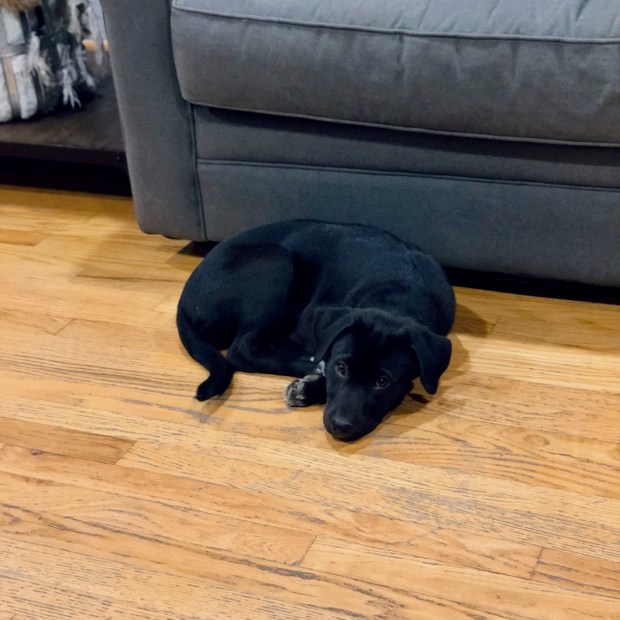 Black lab mix puppy curled up in a ball to rest on floor