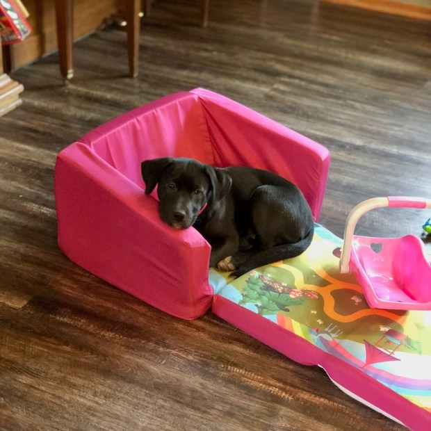 Black lab mix puppy curled up on kid's couch