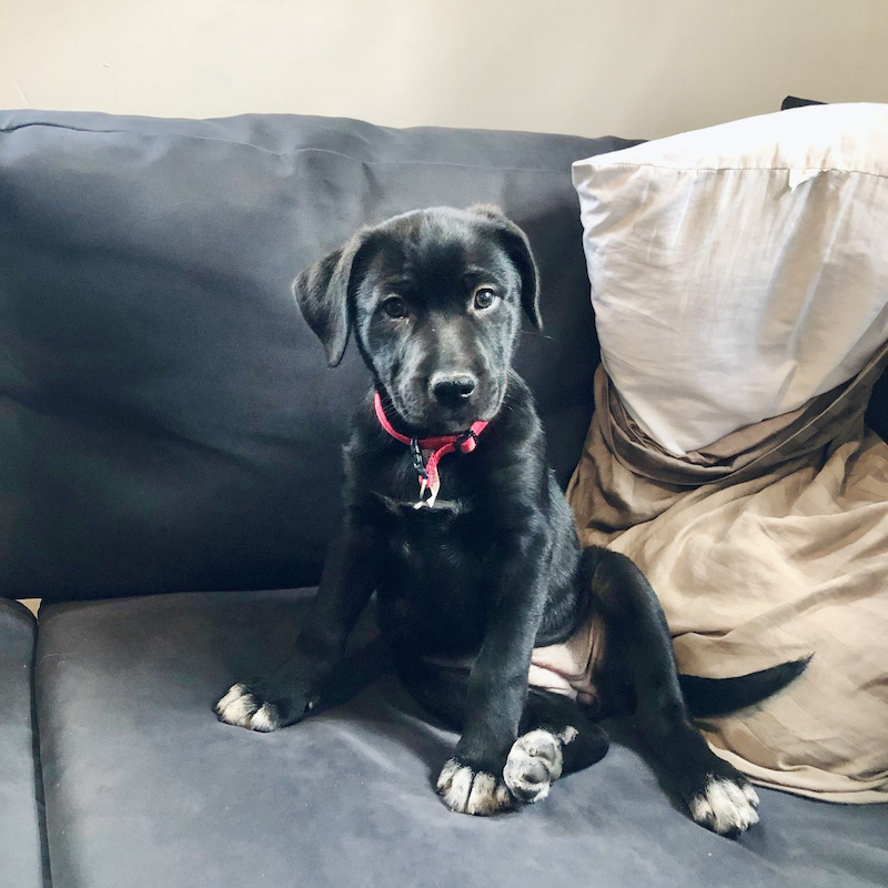 Black lab and collie mix puppy sitting on couch