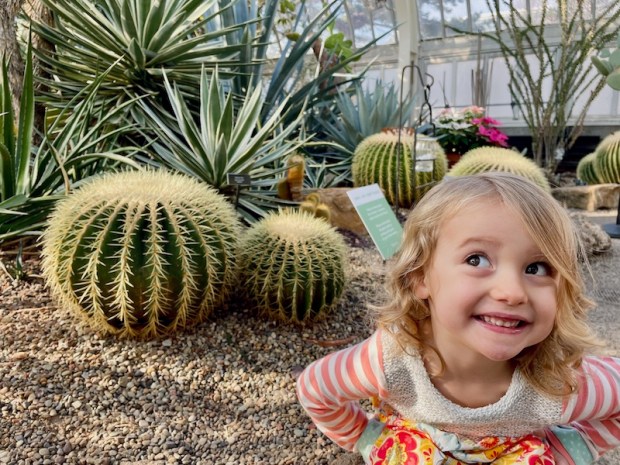 Toddler girl sitting by cacti at Phipps Conservatory Holiday Lights Show in Pittsburgh, PA