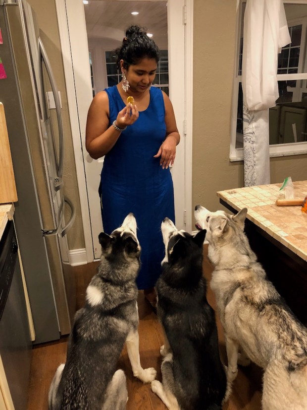 Three Siberian huskies waiting for a treat