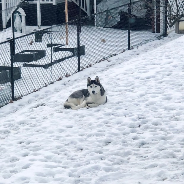 Siberian Husky laying in snow