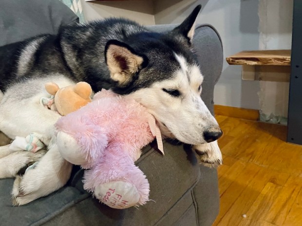 Husky snuggling with stuffed animals on couch