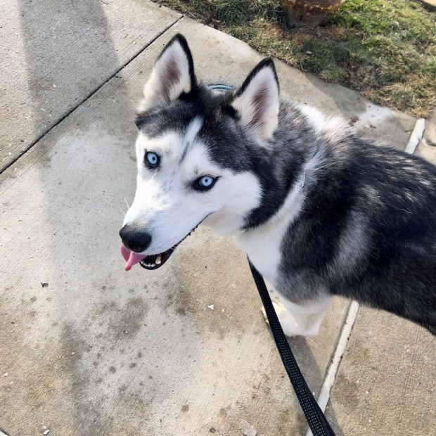 Black and white Siberian husky with blue eyes