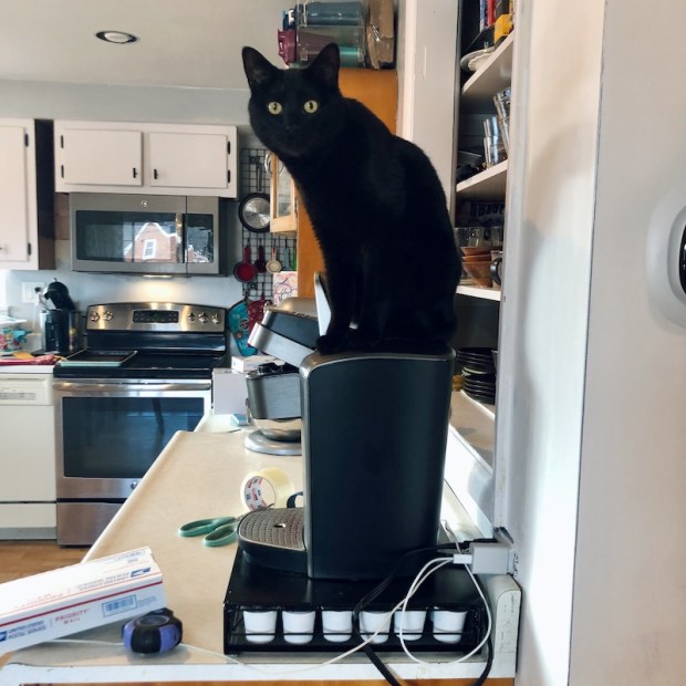Black cat sitting on Keurig coffee maker