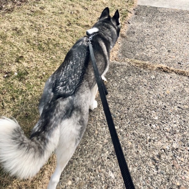 Black and white Siberian husky on a walk
