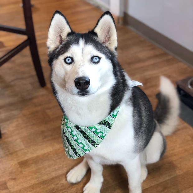 Black and white Siberian husky with blue eyes