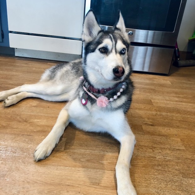 Husky wearing a necklace