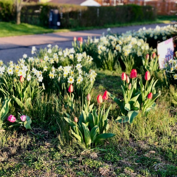 Tulips and daffodils